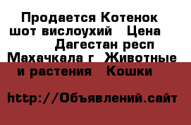 Продается Котенок  шот.вислоухий › Цена ­ 5 000 - Дагестан респ., Махачкала г. Животные и растения » Кошки   